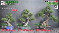 7753:12:00000173.jpg