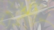 7781:15:00000150.jpg
